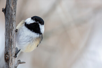 Black-Capped Chickadee on Tree