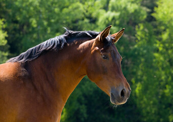 Portrait of a brown horse's head on the paddock