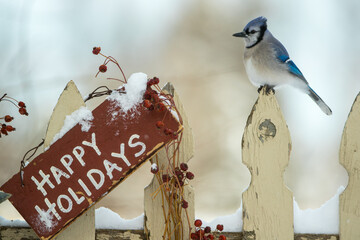 Blue Jay happy holiday taken in central MN