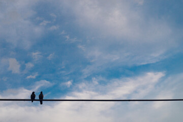 silhouette of pigeons in the sky