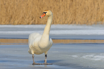 Swan on a winter pond. © Tomasz Warszewski
