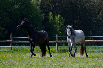 Horses running in a paddock on a ranch