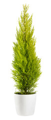 Cupressus wilma goldcrest in a flowerpot isolated on white