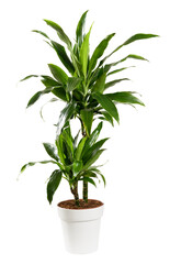 Fototapeta premium Potted Dracaena janet craig, Dragon plant or Water Stick Plant