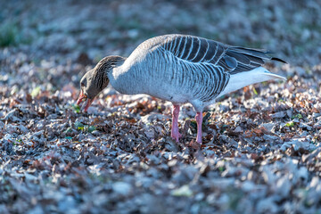 grey goose searching acorns in woods