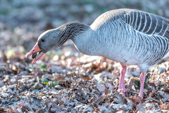 Grey Goose Eating Acorn