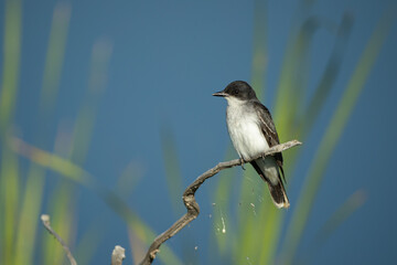 Eastern Kingbird taken in central MN