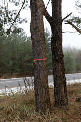 Fototapeta premium The tree is marked with a red line. Cutting tree