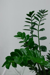 Evergreen leaves of Zamioculcas houseplant. Indoors plants and flowers concept.