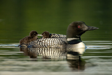 Common Loon adult wtih baby on back taken in central MN