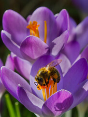 Pollination: Honey bee on violet crocus with saffron-colored stamens