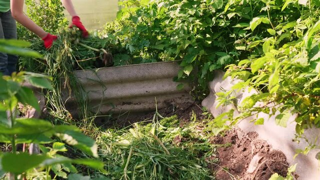 Unrecognized woman farmer throws grass after weeding from a wheelbarrow into a compost heap, ecological farming concept with bio-safe fertilizers in agriculture.