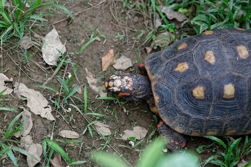 Tortue à tempes rouges ou tortue de Floride.