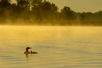Common Loon in morning mist taken in central MN
