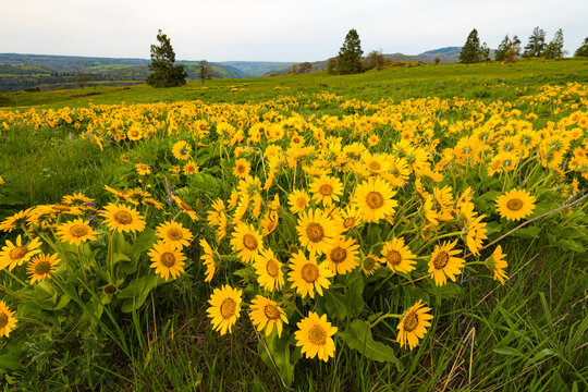 Yellow wild balsamroot in bloom above the Oregon Gorge