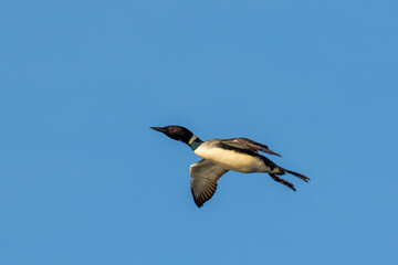 Common Loon adult in flight taken in central MN