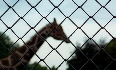 giraffe behind the grid