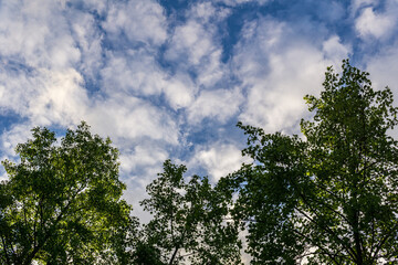 Beautiful green tree on blue cloudy sky background