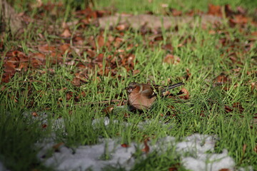 a finch sits on the ground