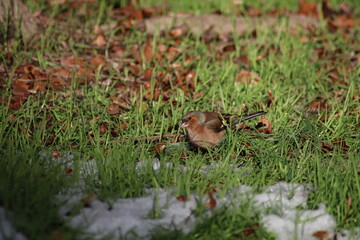 a finch sits on the ground