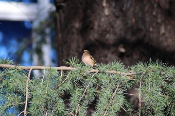 a finch sits on the ground