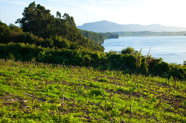 Río Miera, Ria de Cubas, Bahía de Santander, Cantabria.