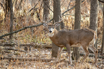Obraz premium White-tailed Deer taken in southern MN in the wild