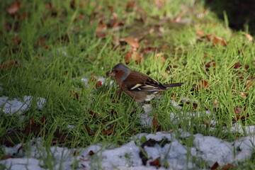 a finch sits on the ground
