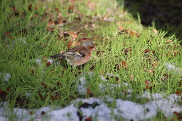 a finch sits on the ground