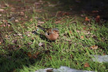 a finch sits on the ground