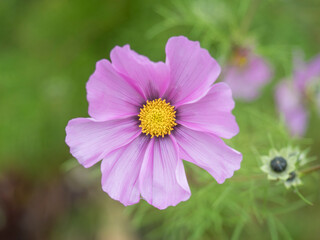 Close up blooming garden cosmos, Cosmos bipinnatus or mexican aster. Single macro perfect pink flower on green bokeh background. Selective focus.