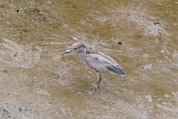 Bihoreau violacé immature dans la vase du vieux port de Cayenne en Guyane française