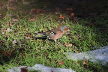 a finch sits on the ground