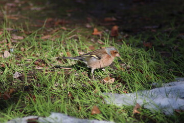 a finch sits on the ground