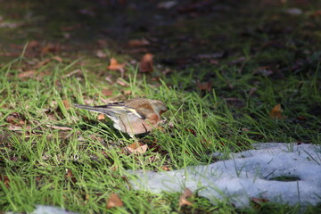 a finch sits on the ground