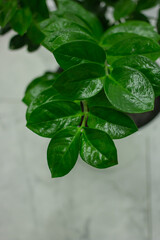 Green Zamioculcas zamiifolia plant with white background