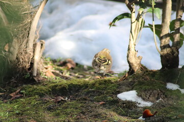 a finch sits on the ground
