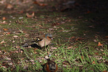 a finch sits on the ground