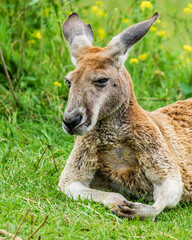 closeup of sitting red-necked wallaby Macropus rufogriseus animal farm.