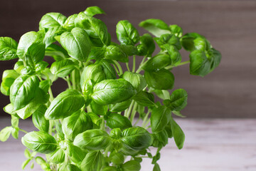 Basil in flowerpot on wooden table.