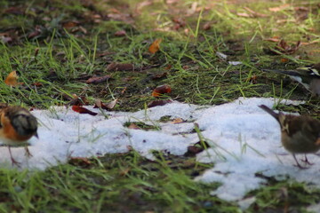 a finch sits on the ground