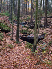 small spring cascade in autumn mixed forest with moss, ferns, stones and orange fallen leaves in Luzicke hory Lusatian Mountains, Czech Republic. Moody fall day