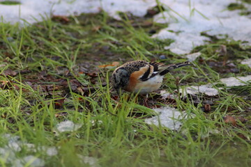 a finch sits on the ground