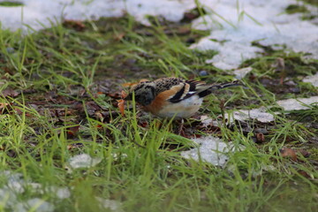 a finch sits on the ground