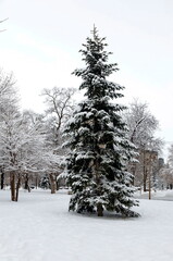 Winter scene with road, trees and benches in the park, covered with snow, Sofia, Bulgaria  