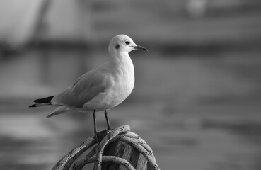 Seagull standing on a wood