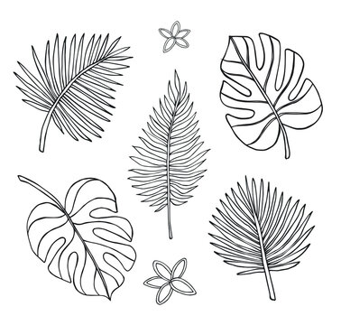Vector set bundle of hand drawn doodle sketch palm and monstera leaf isolated on white background