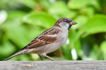 Sparrow standing on a wood