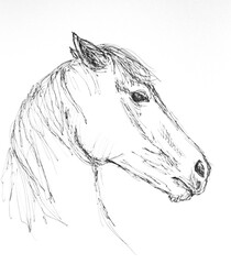 Angry horse pen and ink face drawing in profile © Tamara  Harding