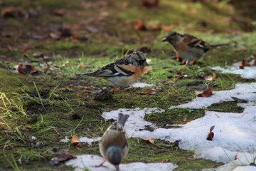 a finch sits on the ground